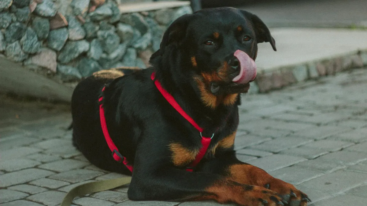 10 Dog Breeds That Love Their Humans More Than Life Itself (And Will Keep You Safe Too!)